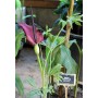 Dracunculus vulgaris