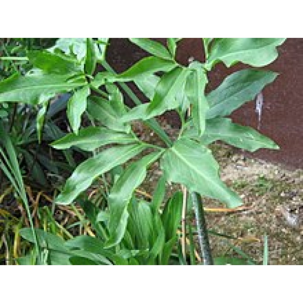 Dracunculus vulgaris