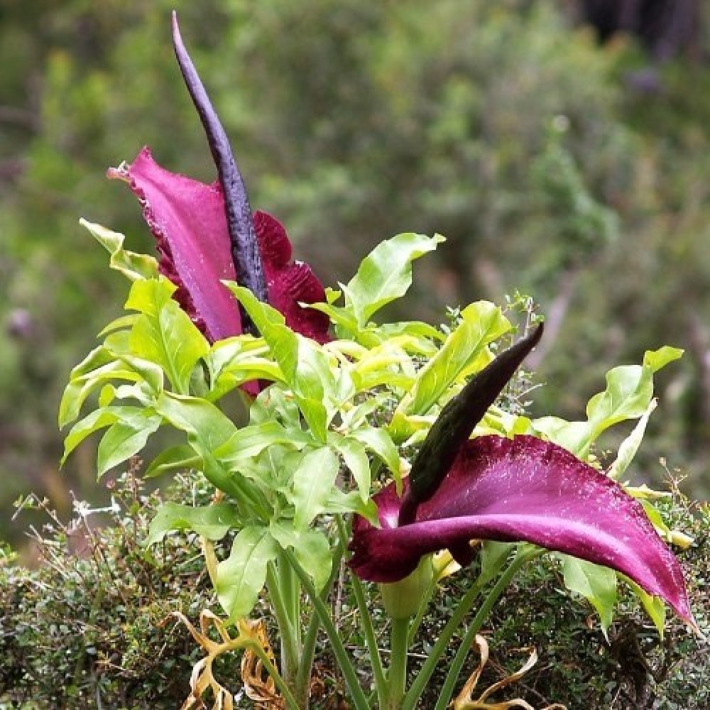 Dracunculus vulgaris
