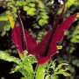 Dracunculus vulgaris