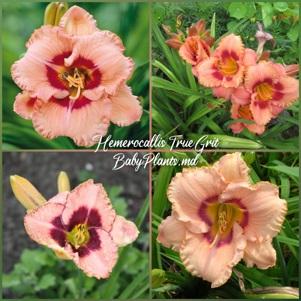 Hemerocallis True Grit