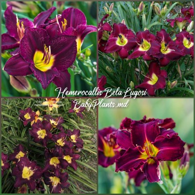 Hemerocallis Bela Lugosi