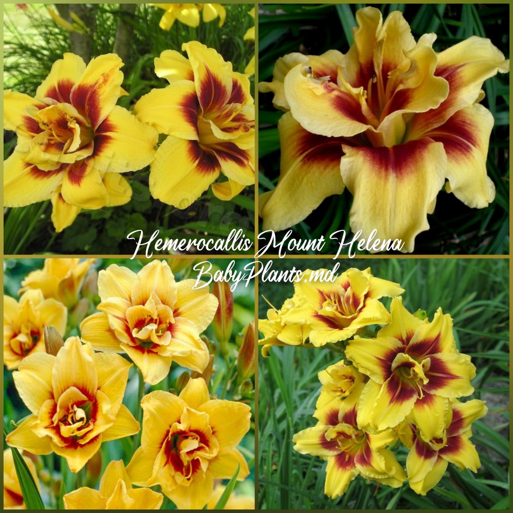 Hemerocallis Double Mount Helena