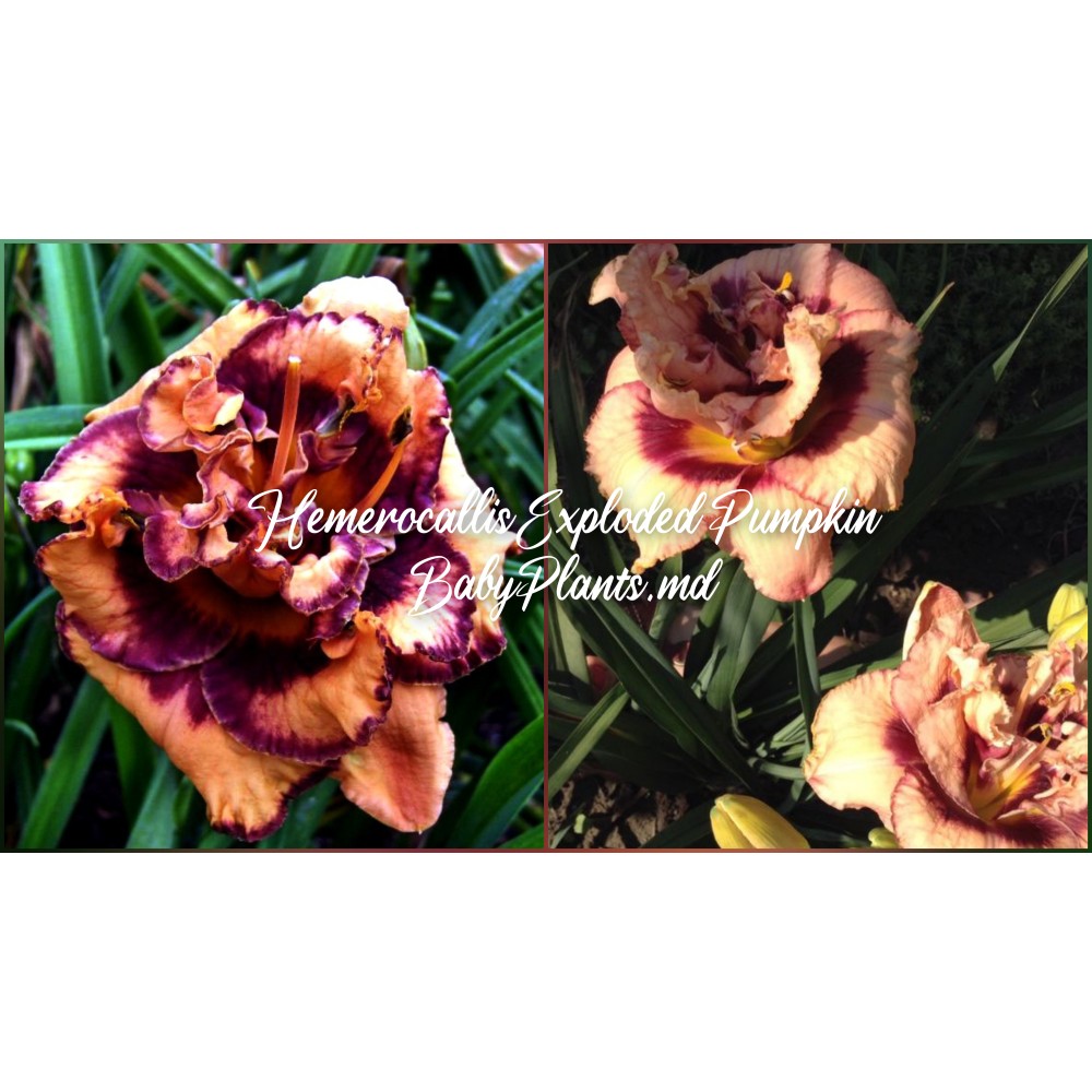 Hemerocallis Double Exploded Pumpkin