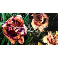 Hemerocallis Double Exploded Pumpkin