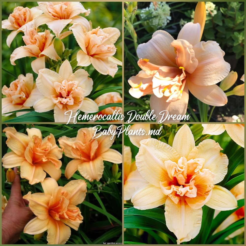 Hemerocallis Double Dream