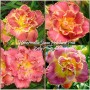 Hemerocallis Double Susan Pritchard Petit