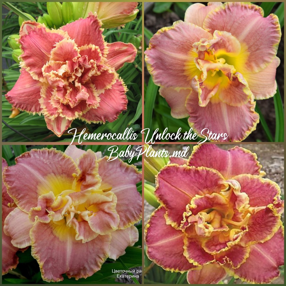 Hemerocallis Double Unlock the stars