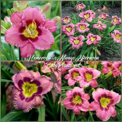 Hemerocallis Always Afternoon