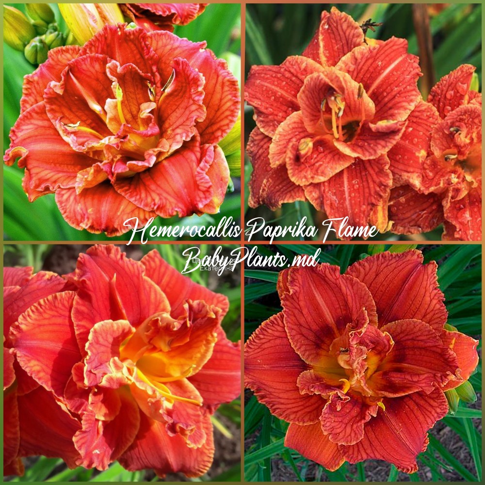 Hemerocallis Double Paprika Flame