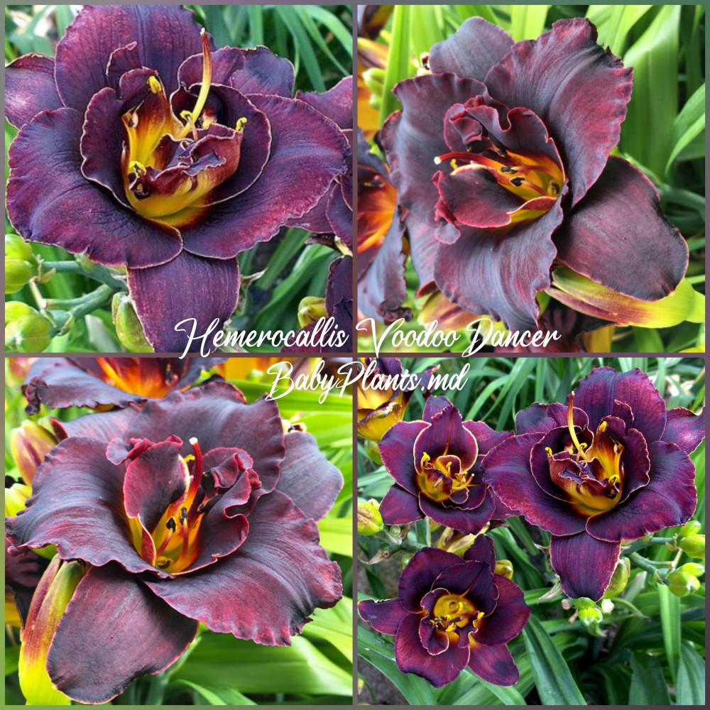 Hemerocallis Double Voodoo Dancer