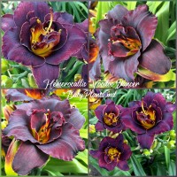 Hemerocallis Double Voodoo Dancer