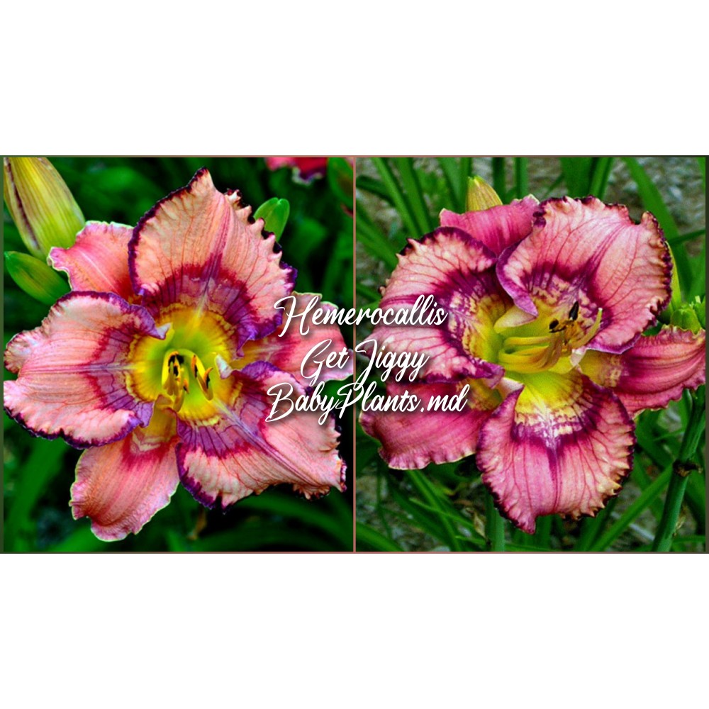 Hemerocallis Get Jiggy