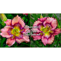 Hemerocallis Get Jiggy