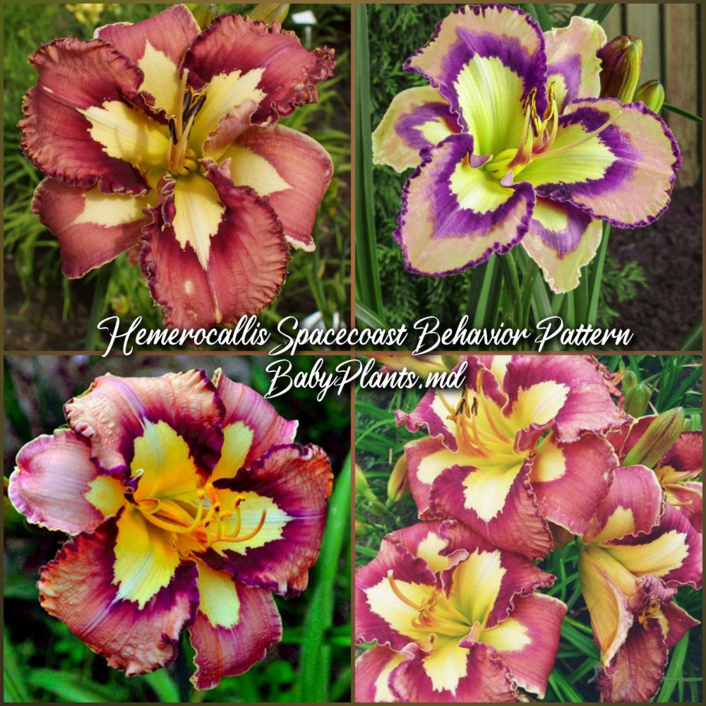 Hemerocallis Spacecoast Behavior Pattern