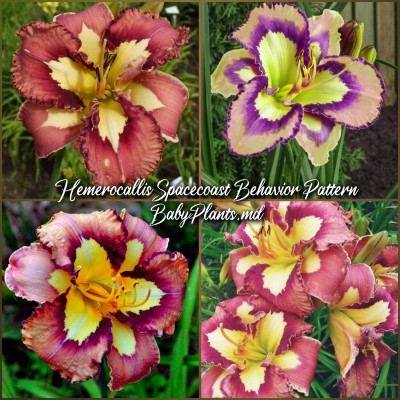 Hemerocallis Spacecoast Behavior Pattern
