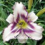 Hemerocallis Destined to See