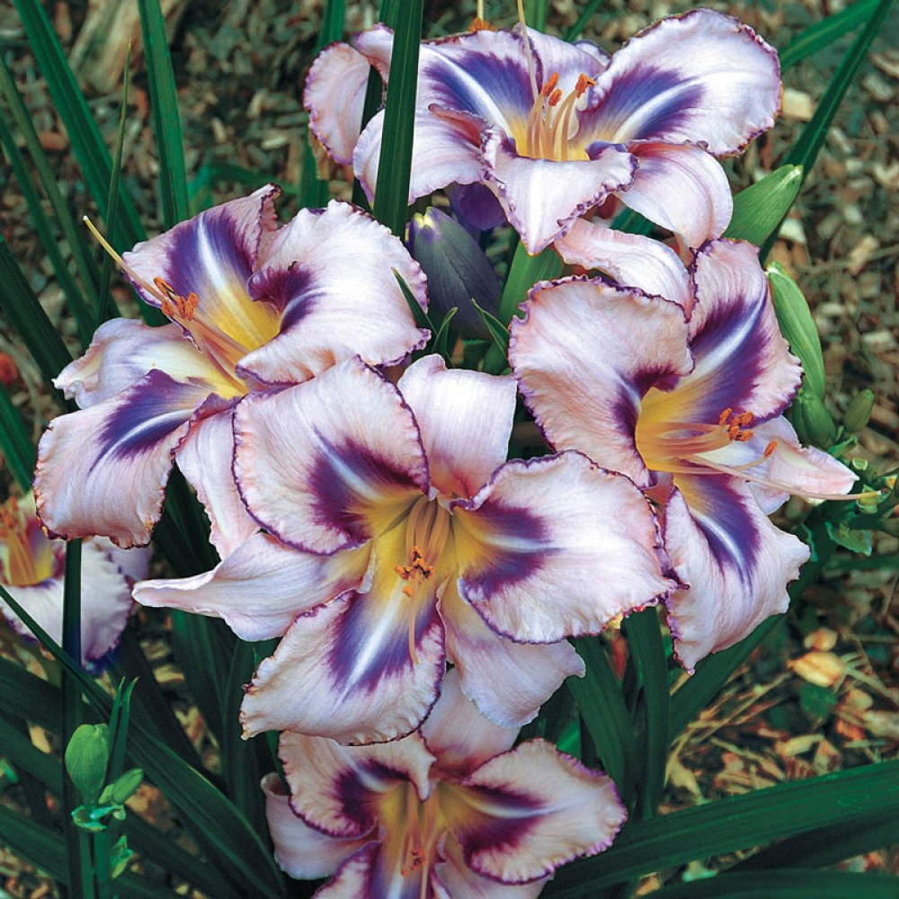 Hemerocallis Destined to See