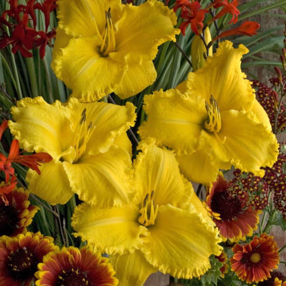 Hemerocallis Erin Lea