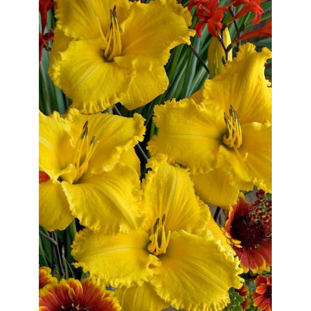 Hemerocallis Erin Lea