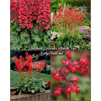 Heuchera Brizoides Pluie de Feu