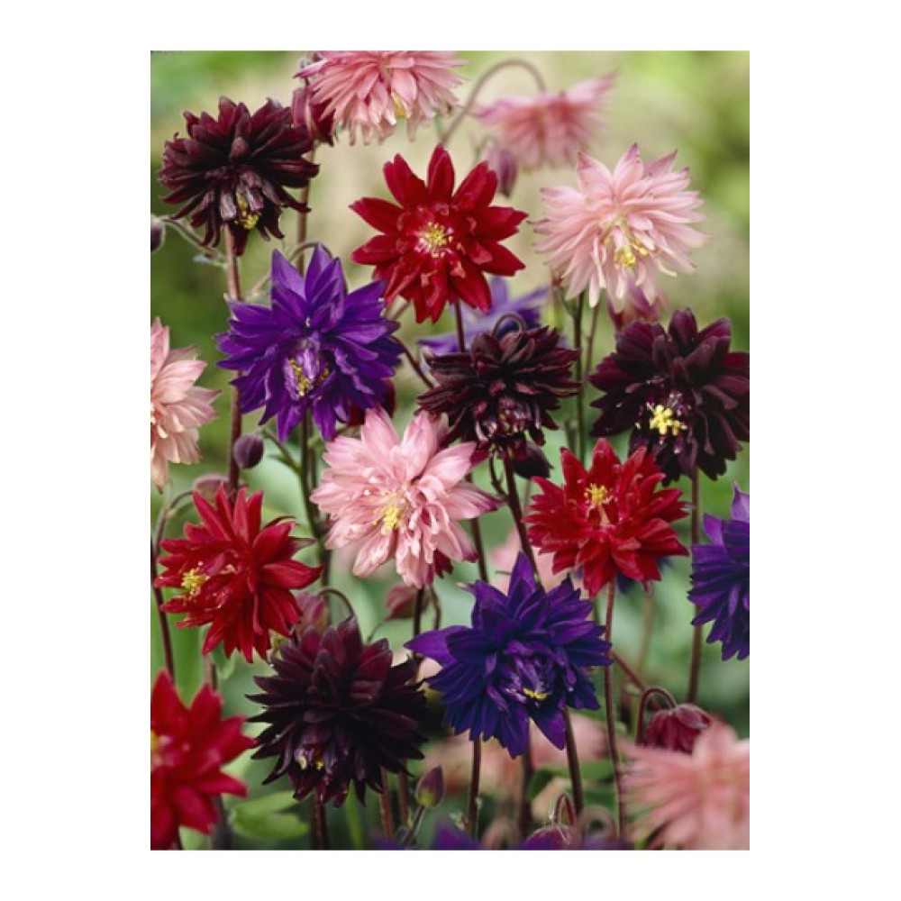 Aquilegia Vulgaris  Barlow Mixed