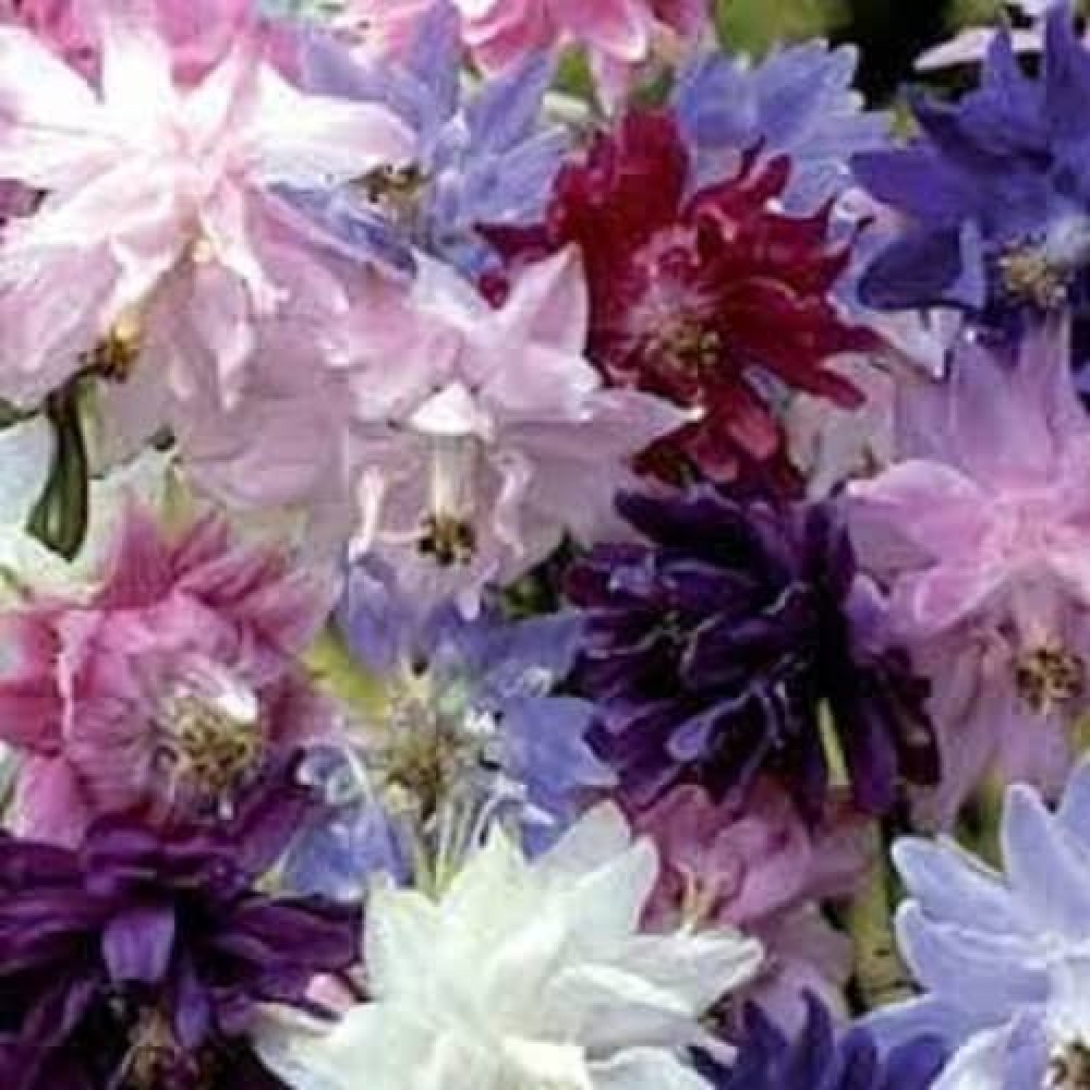 Aquilegia Vulgaris  Barlow Mixed