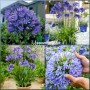 Agapanthus umbellatum blue
