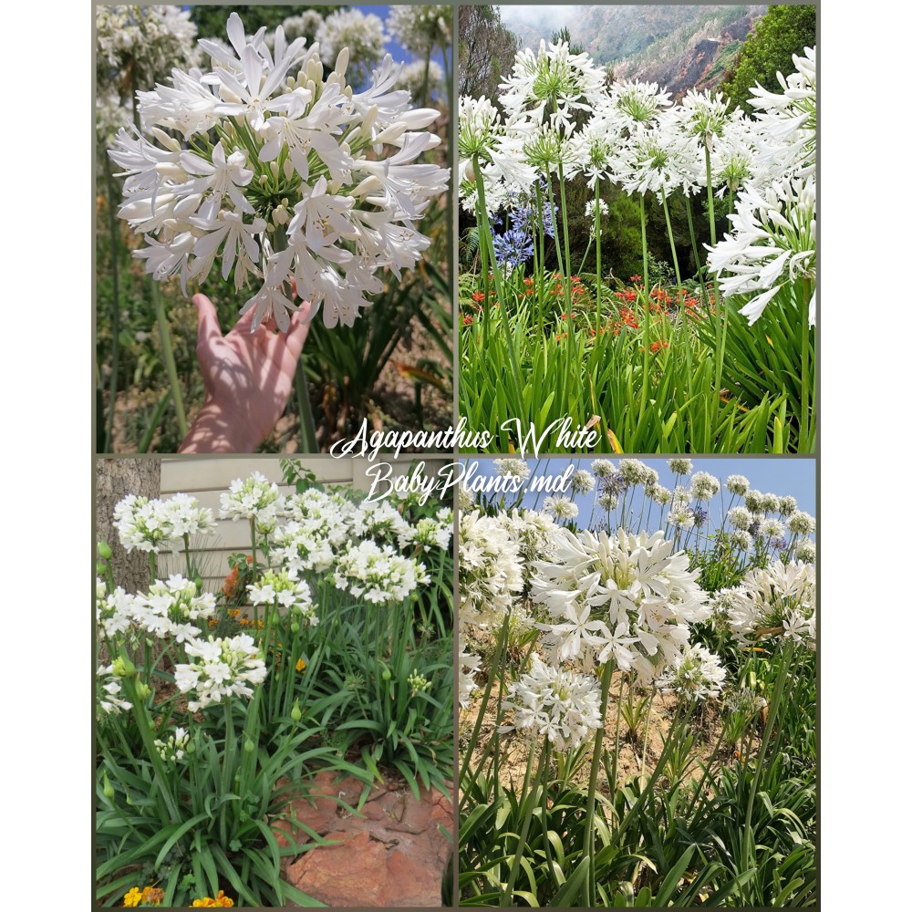 Agapanthus umbellatum white