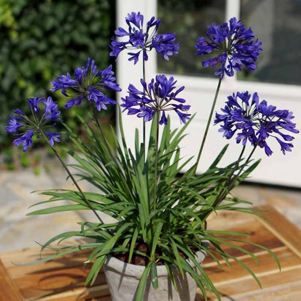 Agapanthus umbellatum blue