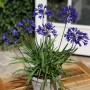 Agapanthus umbellatum blue