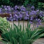 Agapanthus umbellatum blue