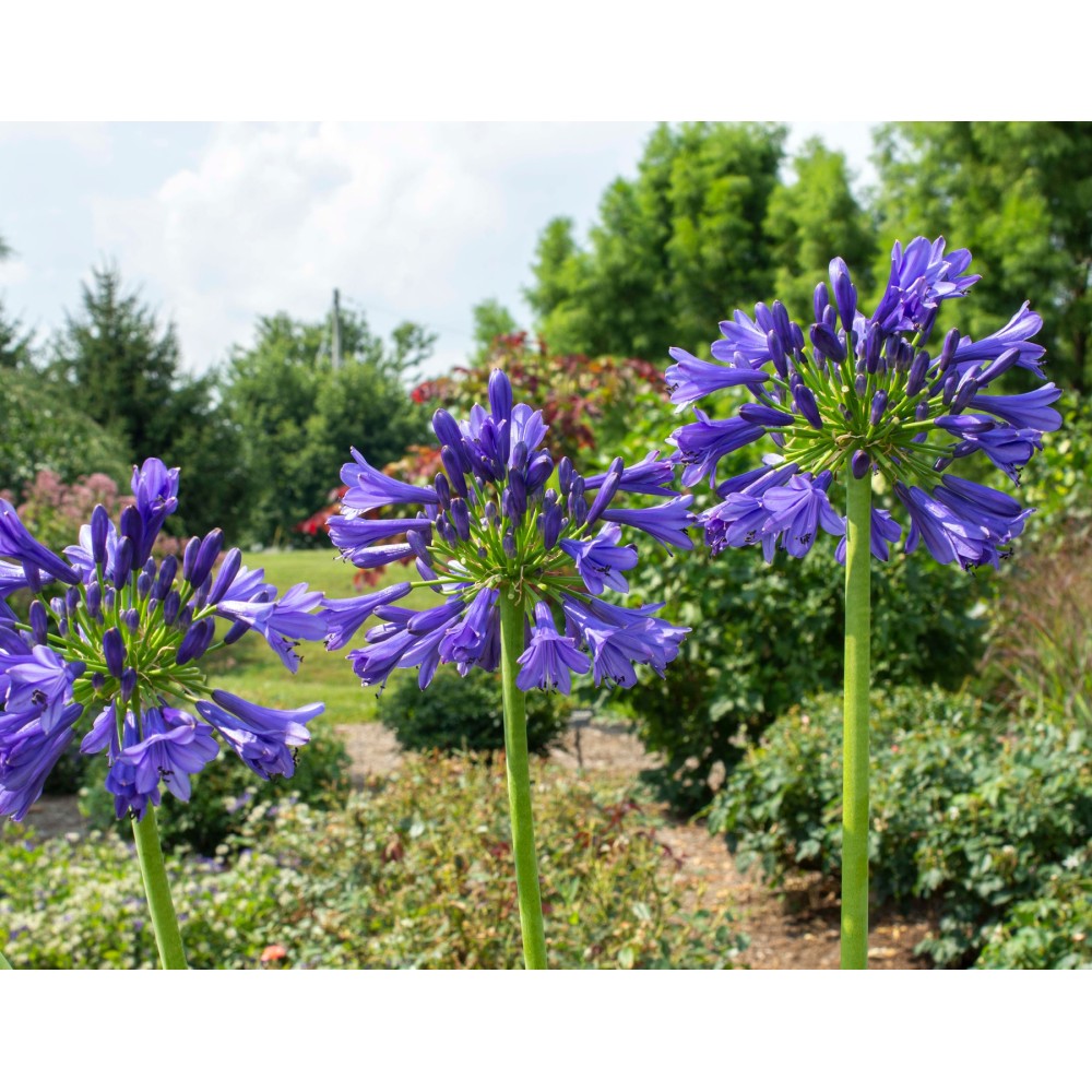 Agapanthus umbellatum blue