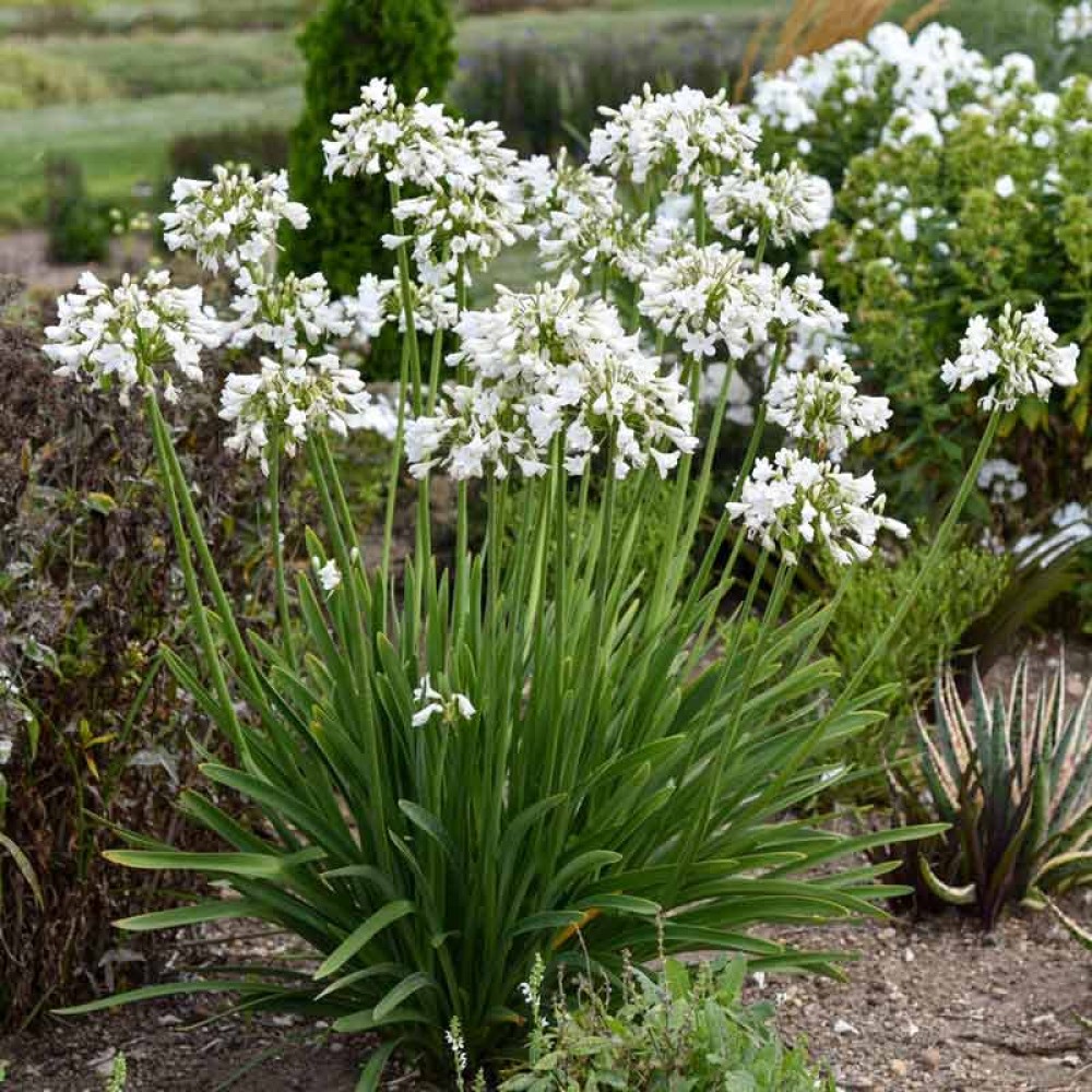 Agapanthus umbellatum white