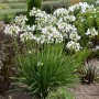 Agapanthus umbellatum white