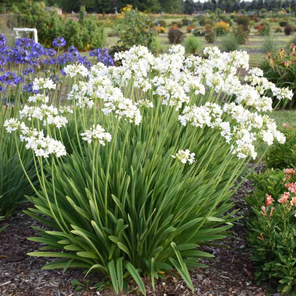 Agapanthus umbellatum white