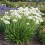 Agapanthus umbellatum white