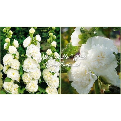 Alcea Double Alcea White