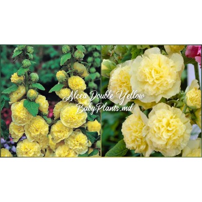 Alcea Double Alcea Yellow