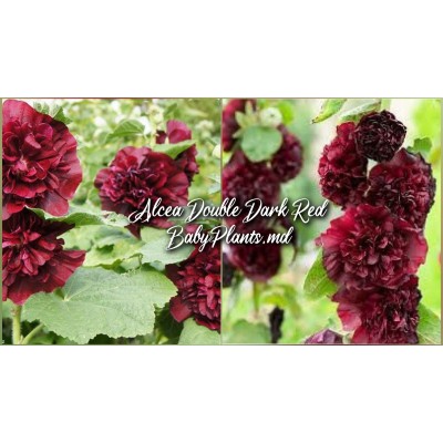 Alcea Double Alcea Dark Red