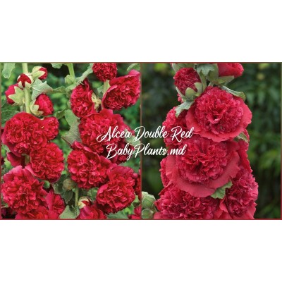 Alcea Double Alcea Red