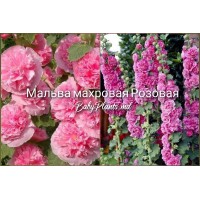 Alcea Double Alcea Pink