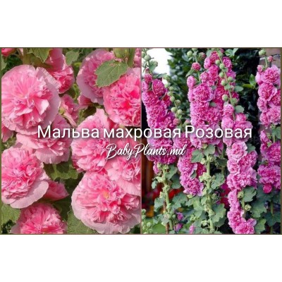 Alcea Double Alcea Pink