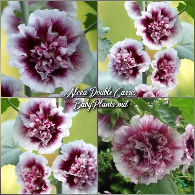 Alcea Double Alcea Cassis