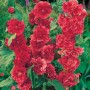 Alcea Double Alcea Red