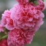 Alcea Double Alcea Pink