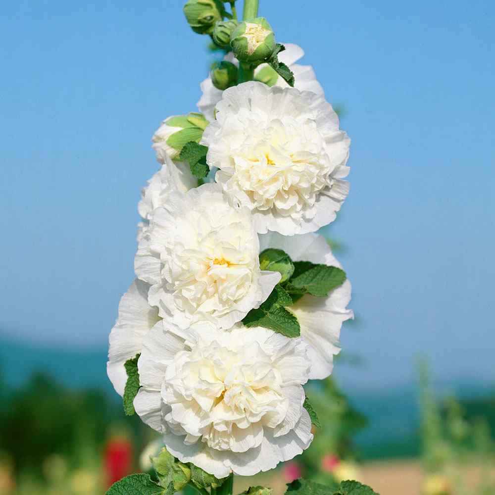 Alcea Double Alcea White