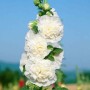 Alcea Double Alcea White