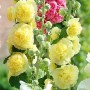 Alcea Double Alcea Yellow
