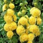 Alcea Double Alcea Yellow
